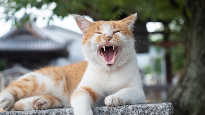 愛猫のお口の中のケアとトラブル 猫の歯医者さんが解説します